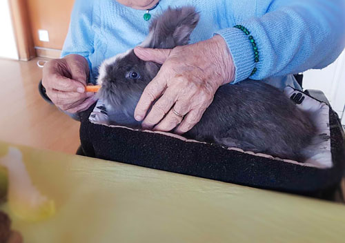 animation animaliere 1